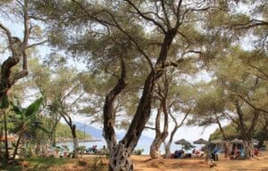 Read more about the article Plaža Zavia Sivota mirna i idealna za porodice