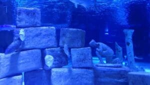 Read more about the article Antalijski akvarijum – podvodna avantura za celu porodicu