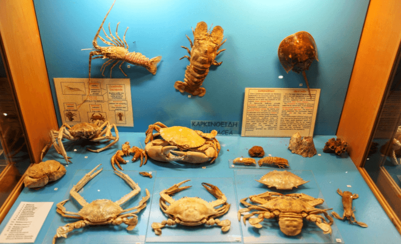 Više o akvarijumu Rodosa