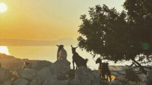 Read more about the article Acipopulo prelepo selo udaljeno samo 5 km od centra Retimna