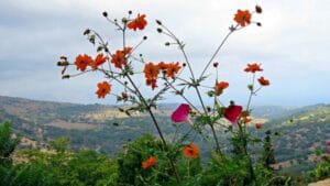 Read more about the article Argirupolis tradicionalno selo izgrađeno na mestu drevne Lape