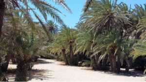 Read more about the article Plaža Vai – palmova šuma, parking i šta očekivati