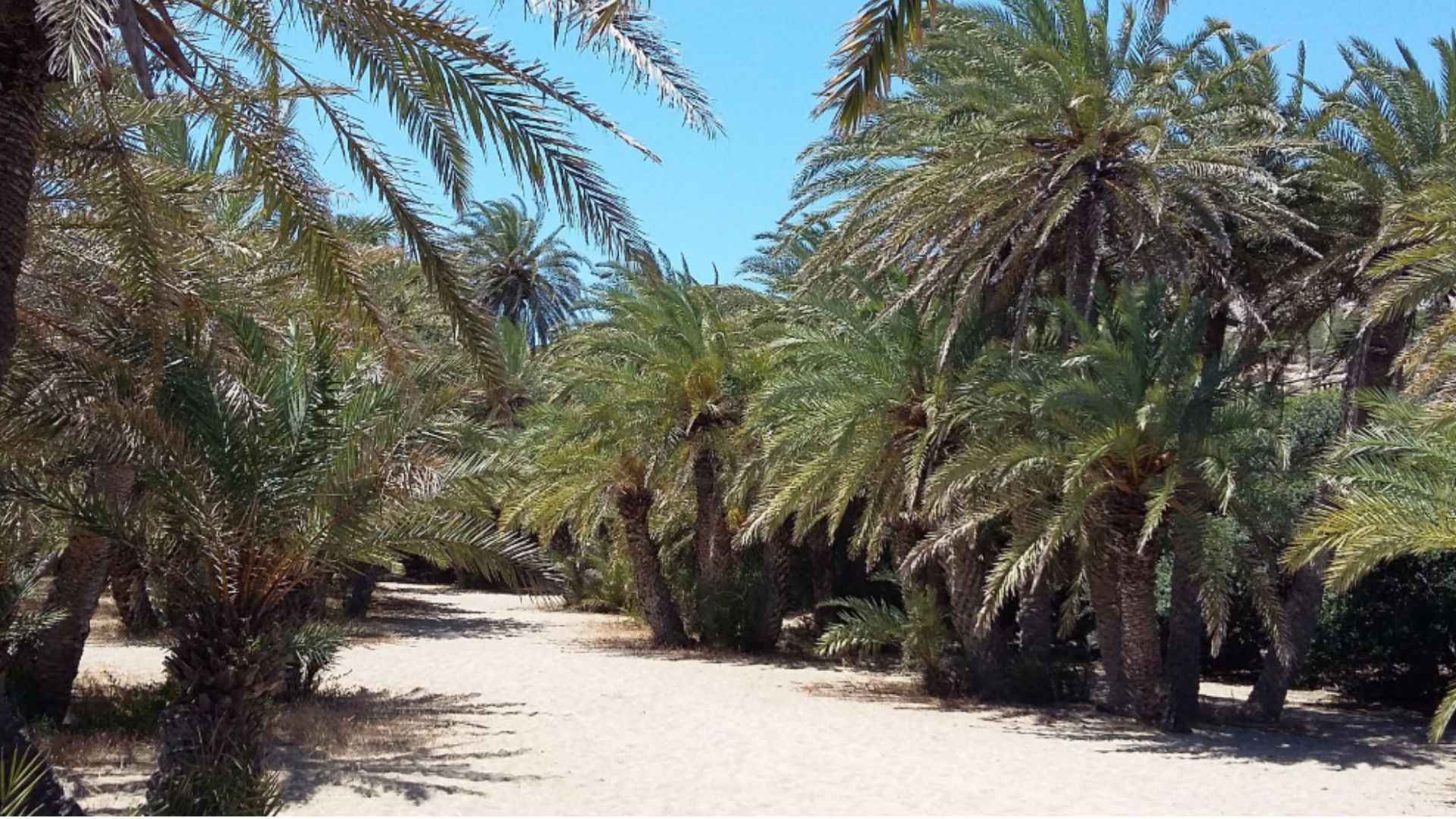 You are currently viewing Plaža Vai – palmova šuma, parking i šta očekivati
