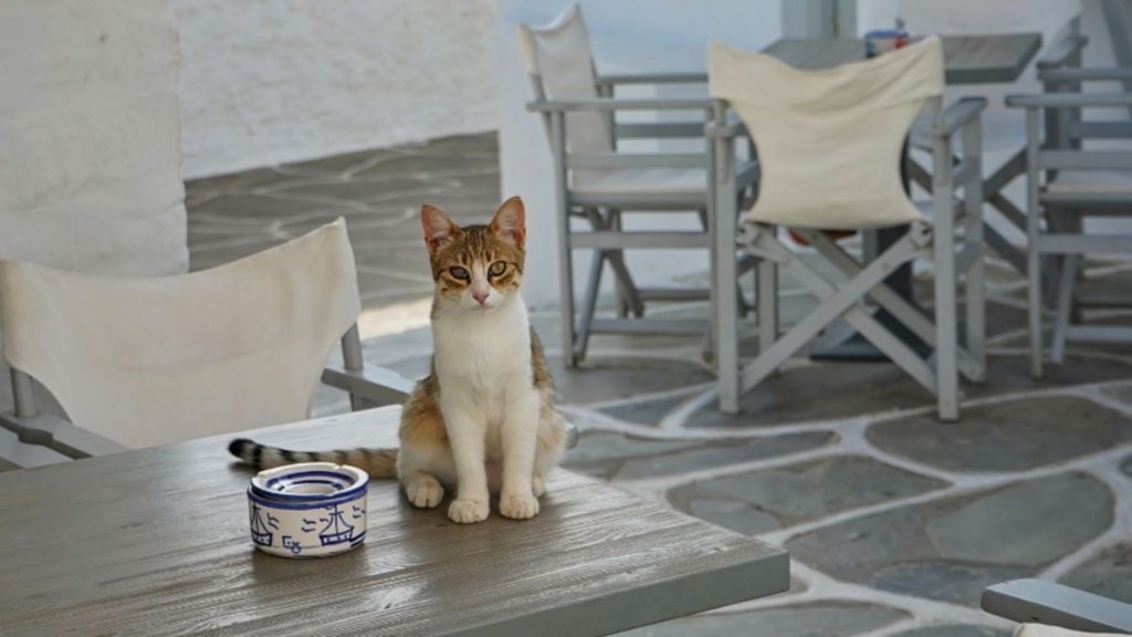 Hora na Kitnosu