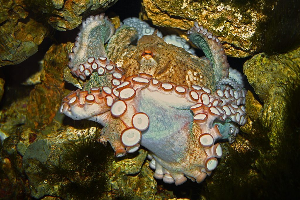 Obična hobotnica Octopus vulgaris