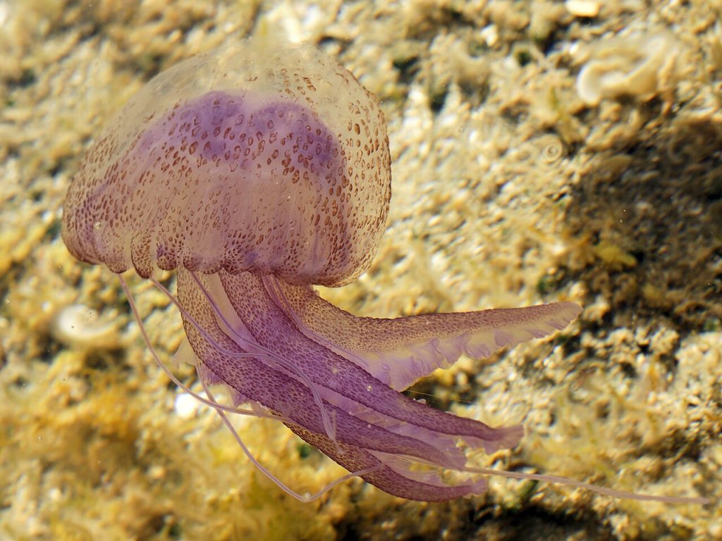 Meduza Pelagia noctiluca, mesečinka