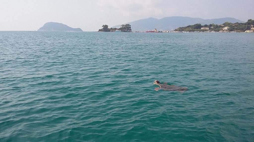 Glavata morska kornjača Caretta caretta u Grčkoj
