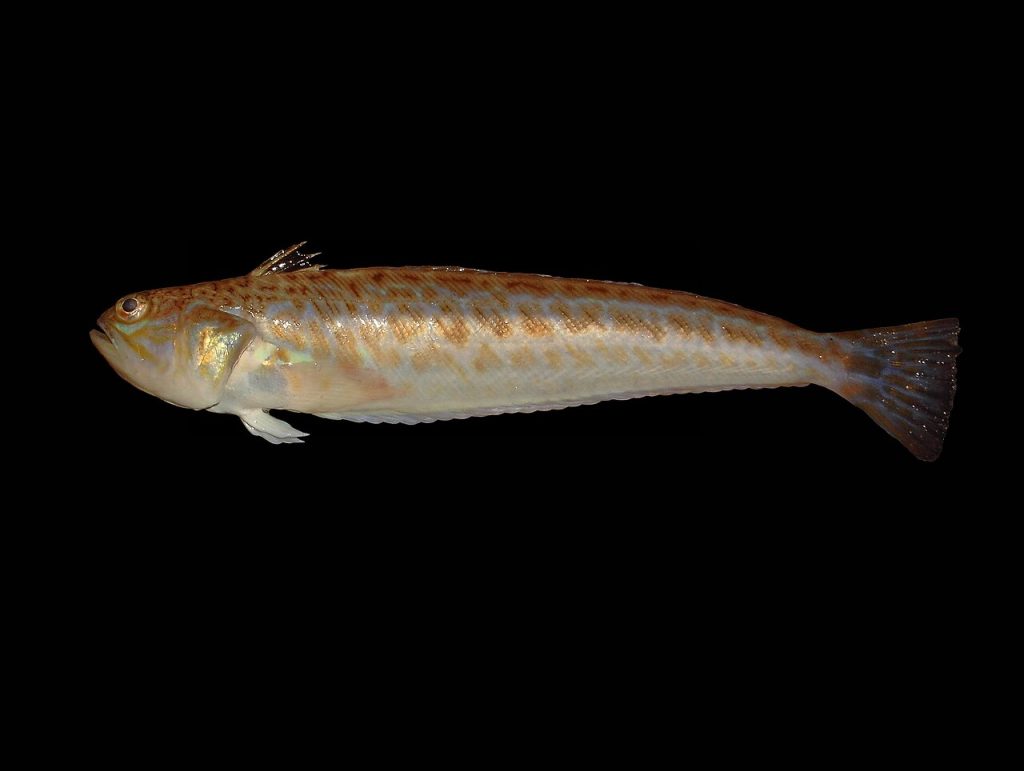 Morski pauk Trachinus draco