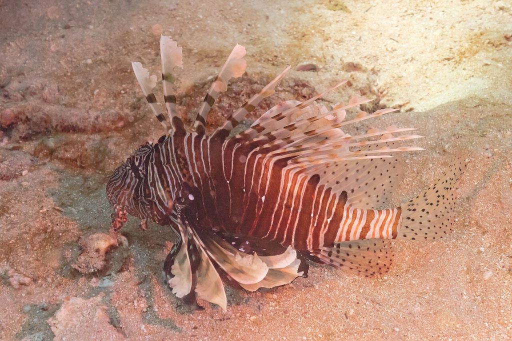 Riba lav Pterois miles